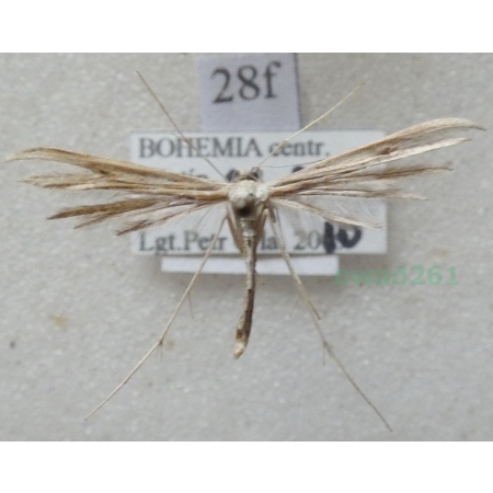 Platyptilia gonodactyla (Denis & Schiffermüller, 1775) Czech28f